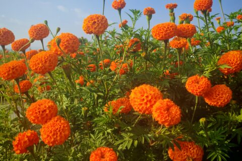 आज कार्तिक कृष्ण औंसी; तिहारका कुनै पर्व छैनन्