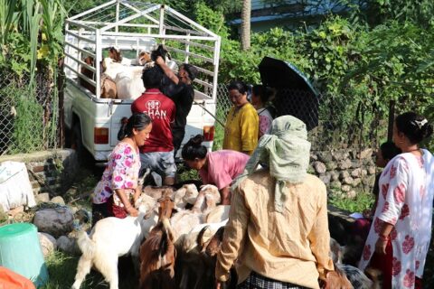 नवलपरासीमा महिलाद्वारा सञ्चालित सहकारीका तीन सय पचास खसीबोका बिक्री