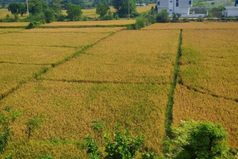 धान पाकेपछि खेतहरू सुनको लहर झैँ देखिए  (फोटो फिचर)