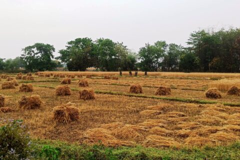 असोज १७ देखि २० सम्म बाली नकाट्न र काटेको भए भित्र्याइहाल्न कृषिविद्को सुझाव