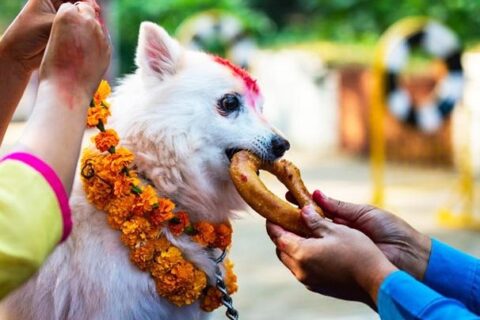 आज कुकुर तिहार तथा नरक चतुर्दशी,लक्ष्मीपूजा पनि आज नै