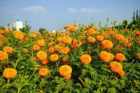 फूलसँगै भविष्य फुलाउँदै : सयपत्री खेतीमा युवाको नयाँ यात्रा(फोटो फिचर)