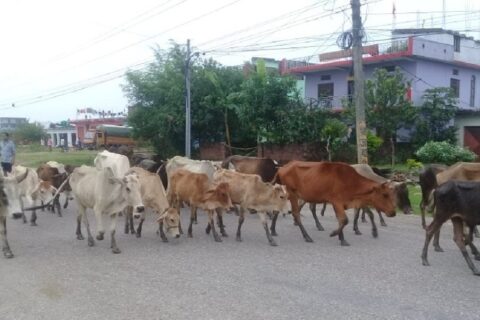 लुम्बिनी प्रदेशमा १२ हजार ७३२ छाडा चौपाया, ४ हजार अझै व्यवस्थापन बाहिर