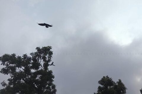 आजभन्दा भोलि अलि धेरै पानी पर्ने सम्भावना