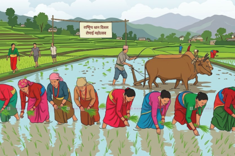 असार सकिन लाग्दा रोपाइँ आधा पनि सकिएन
