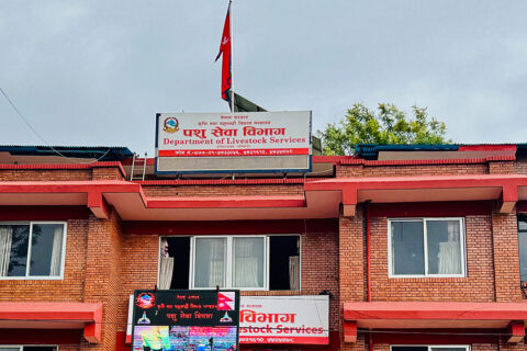 विभागद्वारा बर्डफ्लु सङ्क्रमित पन्छी बिक्री नगर्न निर्देशन
