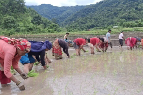 बाझिएका खेतमा माओवादीको कृषि ब्यबसाय